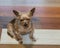 Yorkie on a laminated wood floor