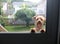 Yorkie looking through door