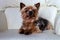 Yorkie lying on a white chair