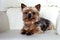 Yorkie lying on a white leather chair on the room