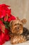 Yorkie by Poinsettia