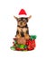 Yorkie pup with santa hat inside christmas cup