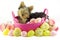 Yorkie Puppy in Pink Basket with Easter Eggs