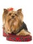 Yorkie sitting inside tartan gift box