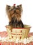 Yorkie sitting in popcorn bowl