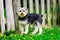 Yorkie Standing In a Bed of Dandelions