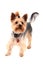 Yorkie terrier isolated