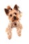 Yorkie terrier isolated