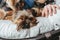 Yorkie terrier portrait emotion on the pillow. Closeup view