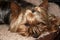 Yorkie terrier resting in its basket