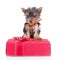 Yorkie toy standing on a gift