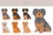 Yorkiepoo clipart. Yorkshire terrier Poodle mix. Different coat colors set