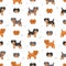 Yorkiepoo seamless pattern. Yorkshire terrier Poodle mix. Different coat colors set