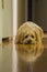 Yorkipoo waiting for a treat