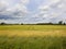 Yorkshire barley crops under a cloudy summer sky