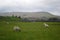 Yorkshire Dales National Park - Swaledale sheep grazing, UK