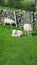 Yorkshire Dales Sheep blocking footpath at Arkengarthdale England