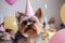 Yorkshire dog with holiday cap. The dog\\\'s birthday.