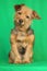 Yorkshire dog sitting listening with head tilted and with the attentive look on green background