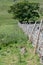 Yorkshire dry stone walling