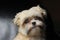 Yorkshire Maltese Dog Portrait