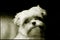 Yorkshire Maltese Dog Portrait