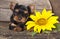 Yorkshire puppy and sunflower