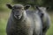 Yorkshire Sheep with ears pricked