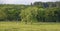 Yorkshire Sheep grazing in a Field close to the Fewston Reservoir