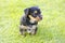 Yorkshire silky terrier