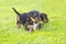 Yorkshire silky terriers
