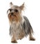 Yorkshire Terrier, 1 year old, standing