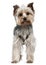 Yorkshire Terrier, 13 months old, standing