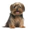 Yorkshire Terrier, 18 months old