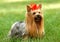 Yorkshire terrier