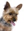 Yorkshire Terrier 2 years old facing