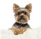 Yorkshire Terrier, 3 years old, lying