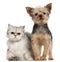 Yorkshire Terrier, 3 years old, and a Persian