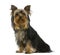 Yorkshire terrier, 7 months old,