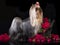 Yorkshire Terrier on black background and roses red long-haired, professional grooming