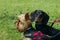 Yorkshire Terrier And Black Dachshund Over Green Grass Background.Dogs.