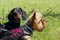 Yorkshire Terrier And Black Dachshund Over Green Grass Background.Dogs.