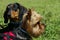 Yorkshire Terrier And Black Dachshund Over Green Grass Background.Dogs.