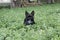 Yorkshire Terrier Bulldog Mix plays in high grass with clover