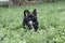 Yorkshire Terrier Bulldog Mix plays in high grass with clover