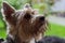 Yorkshire Terrier Charming Small Dog