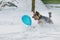 Yorkshire Terrier chasing balloon in the snow