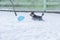 Yorkshire Terrier chasing balloon in the snow