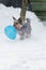 Yorkshire Terrier chasing balloon in the snow