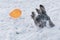 Yorkshire Terrier chasing balloon in the snow